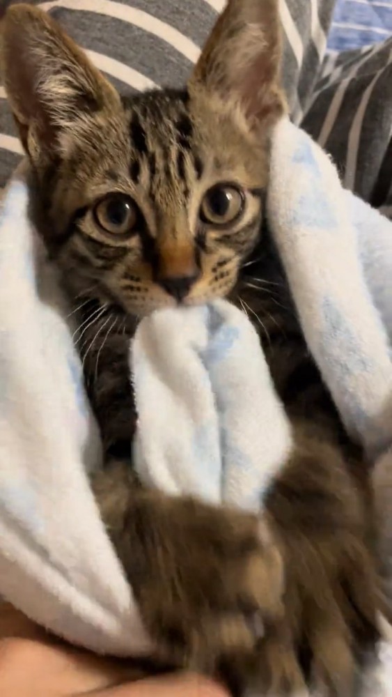 毛布をくわえる子猫