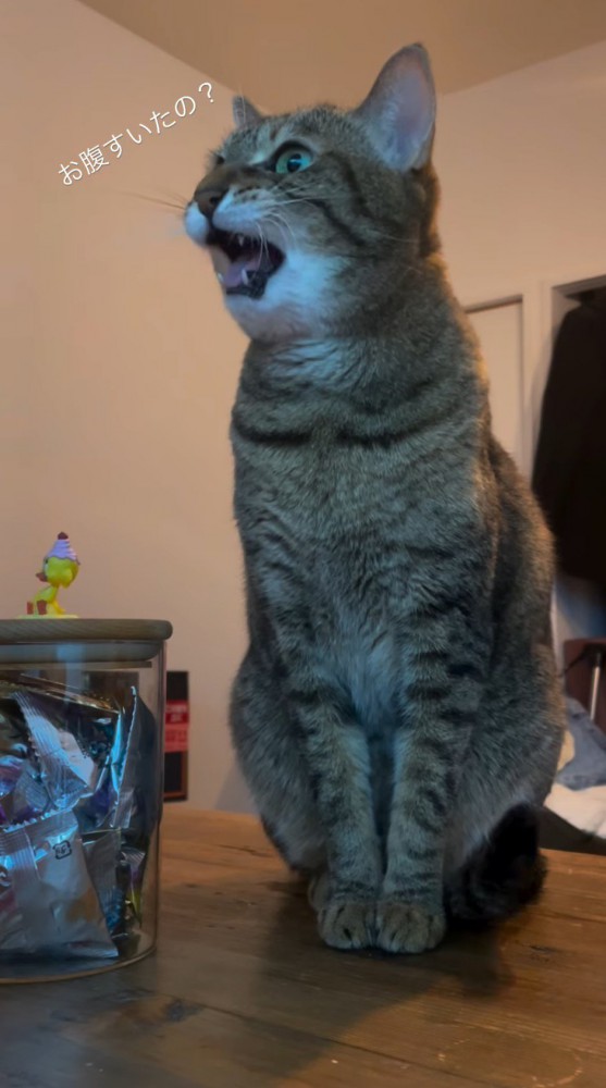 飼い主を見つめて鳴く猫