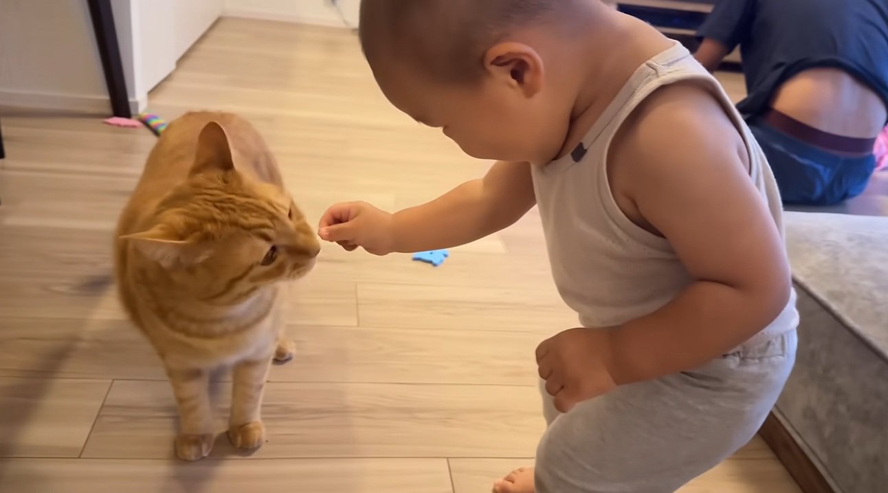 猫におやつをあげる赤ちゃん