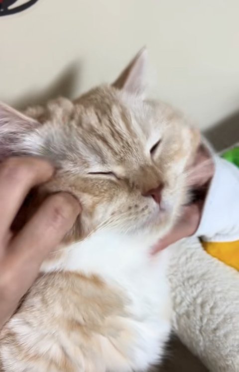 顔を撫でられて目を瞑っている猫のアップ