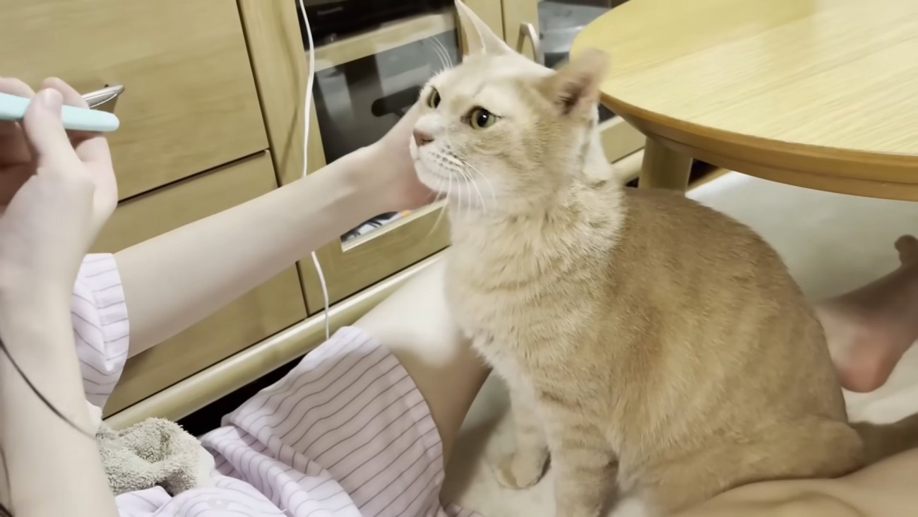 右頬を撫でてもらう猫ちゃん