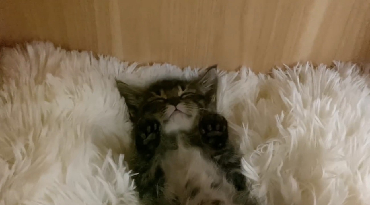 目を閉じて眠るもこくんの顔