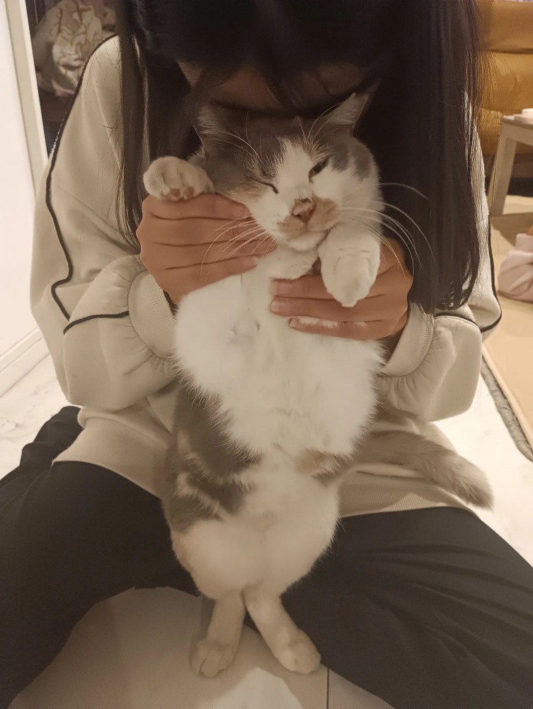 後ろ足で立たされる猫