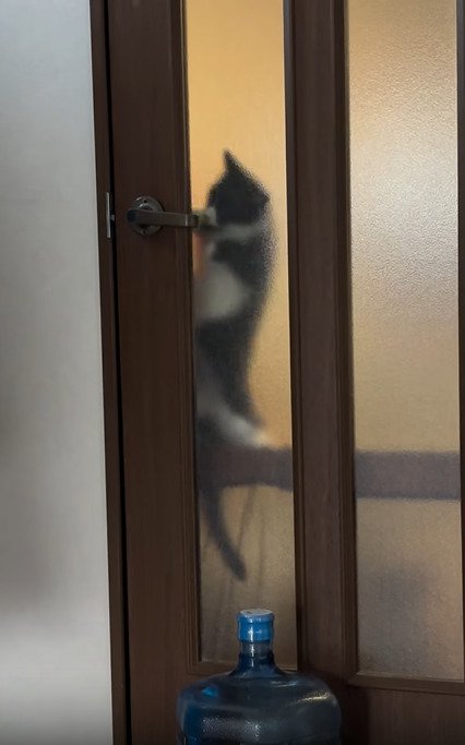 ドアノブに足をかける猫