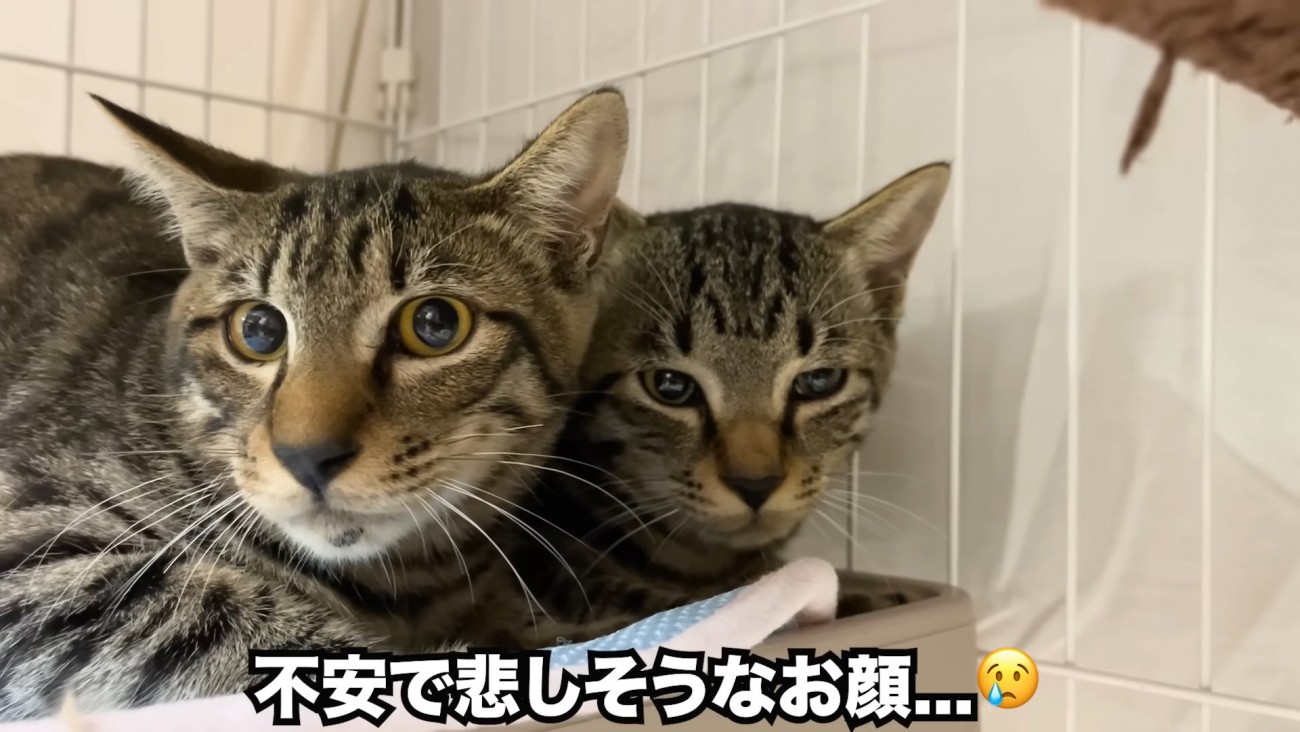 くっつく2匹の子猫