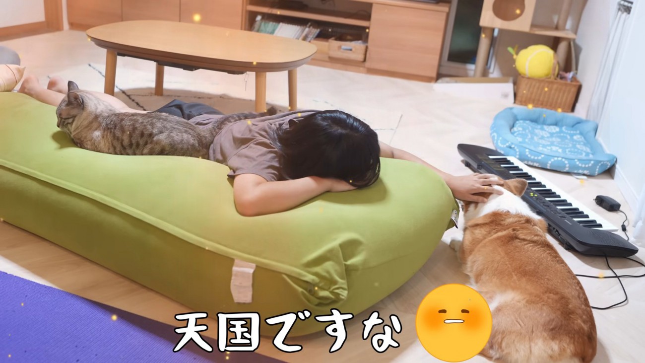 寝転がる猫と犬
