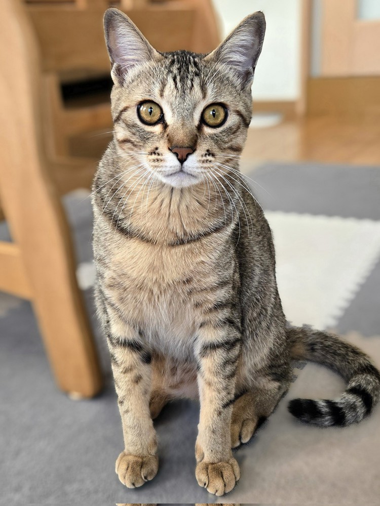 じっと前を見つめるキジトラ猫