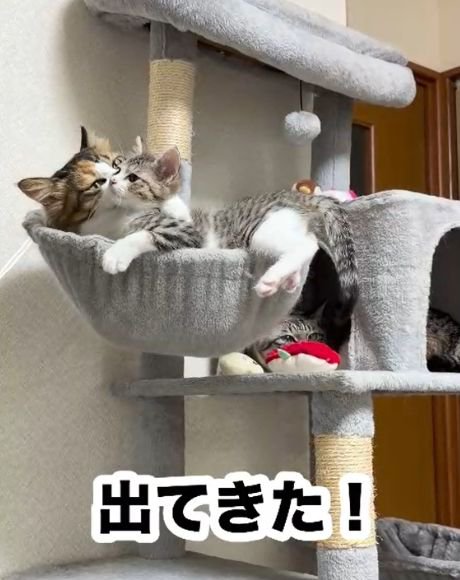 三毛猫に顔を舐められるキジトラ白の子猫