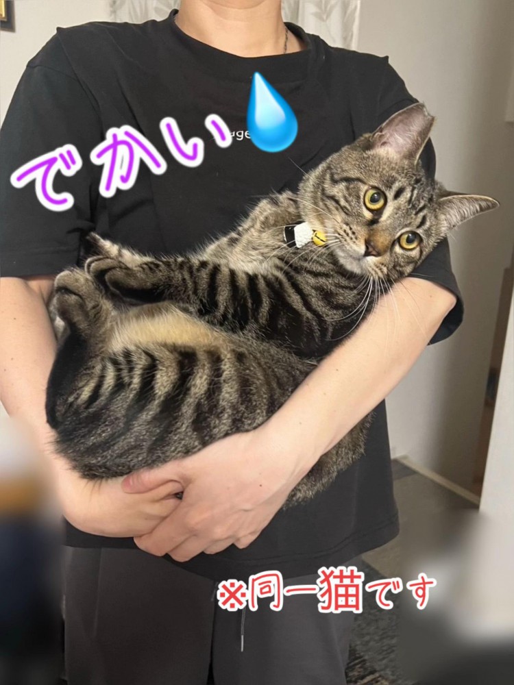 顔を横に向ける抱っこされる猫