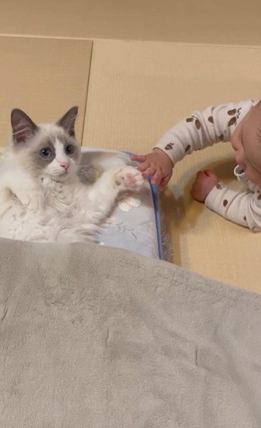 寝そべっている猫と猫の手を触っている赤ちゃん