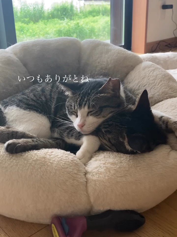 くっついて寝る猫