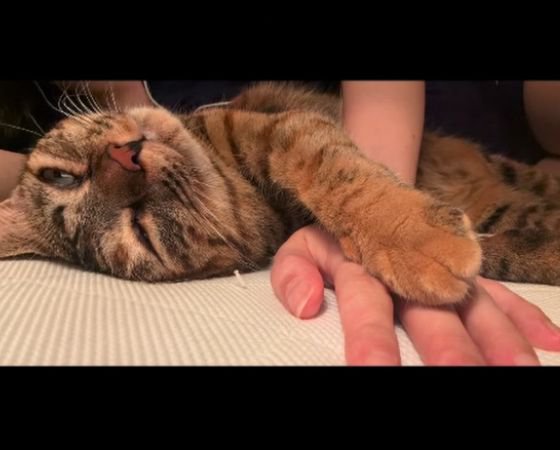 横になり目を閉じかける猫
