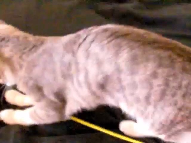棒に飛びつくモアレちゃん