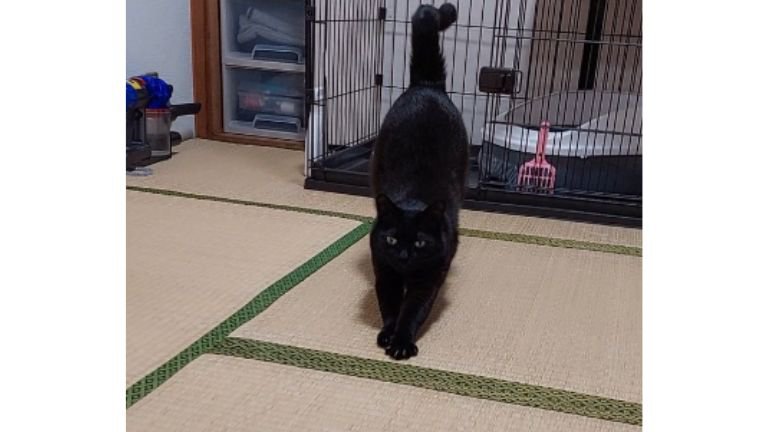 室内にいる猫