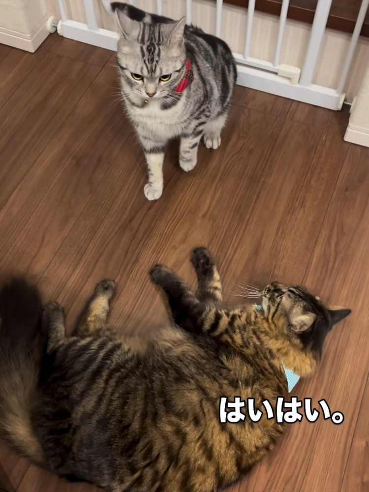 横になる猫