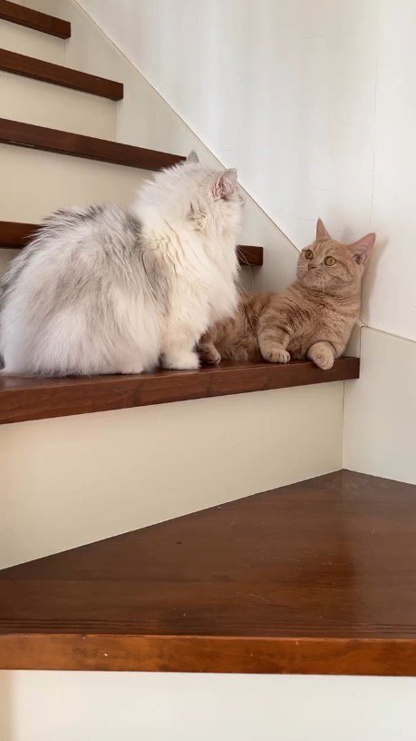 階段でくつろぐマンチカンに近寄るミヌエット