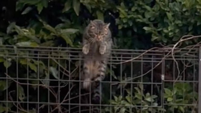フェンスを登る猫