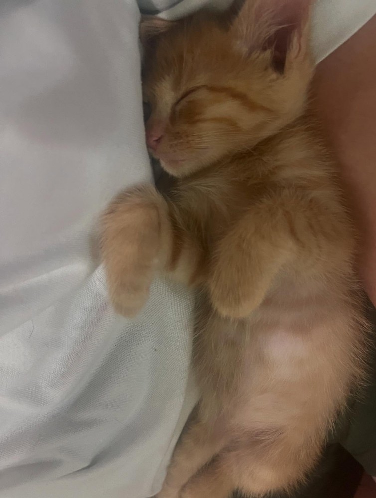 抱っこされて寝る子猫