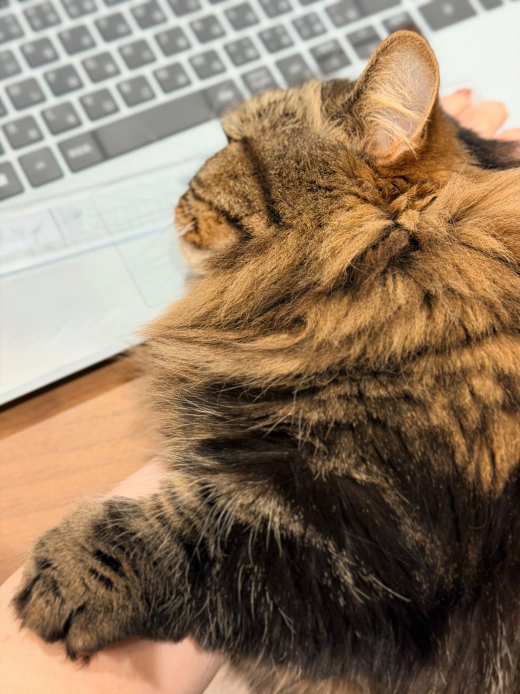 手に乗るアーサーくん