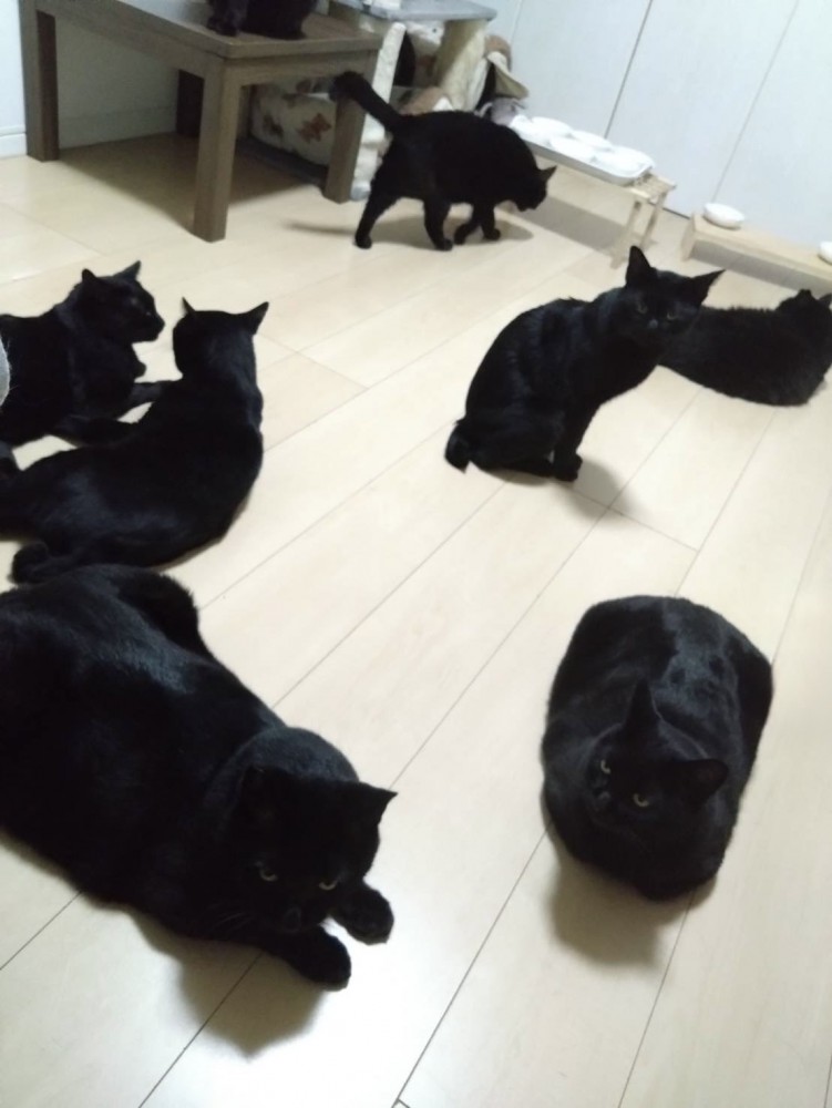 黒猫たちの後ろ姿