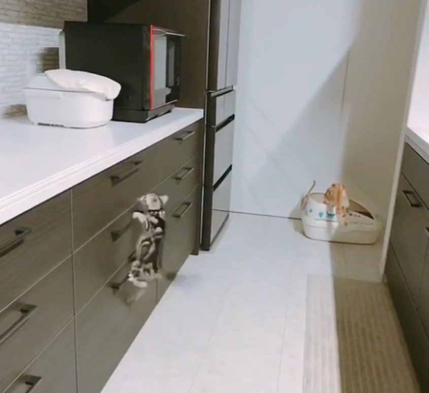 取っ手にしがみつく猫1