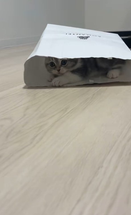 紙袋の中に入るミヌエットの子猫