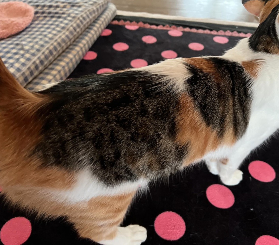 ミクちゃんの背中