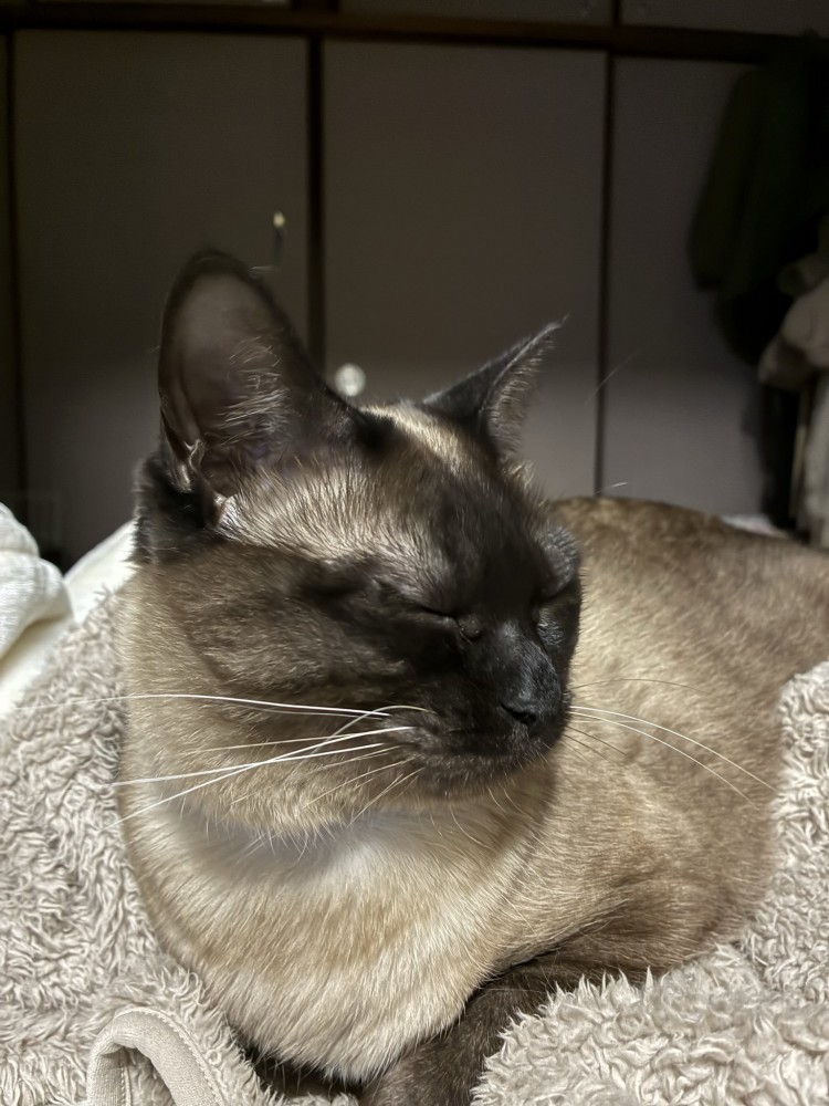 そっぽを向く猫