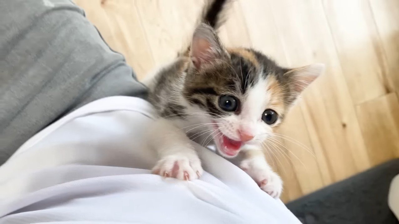 鳴きながら登る子猫
