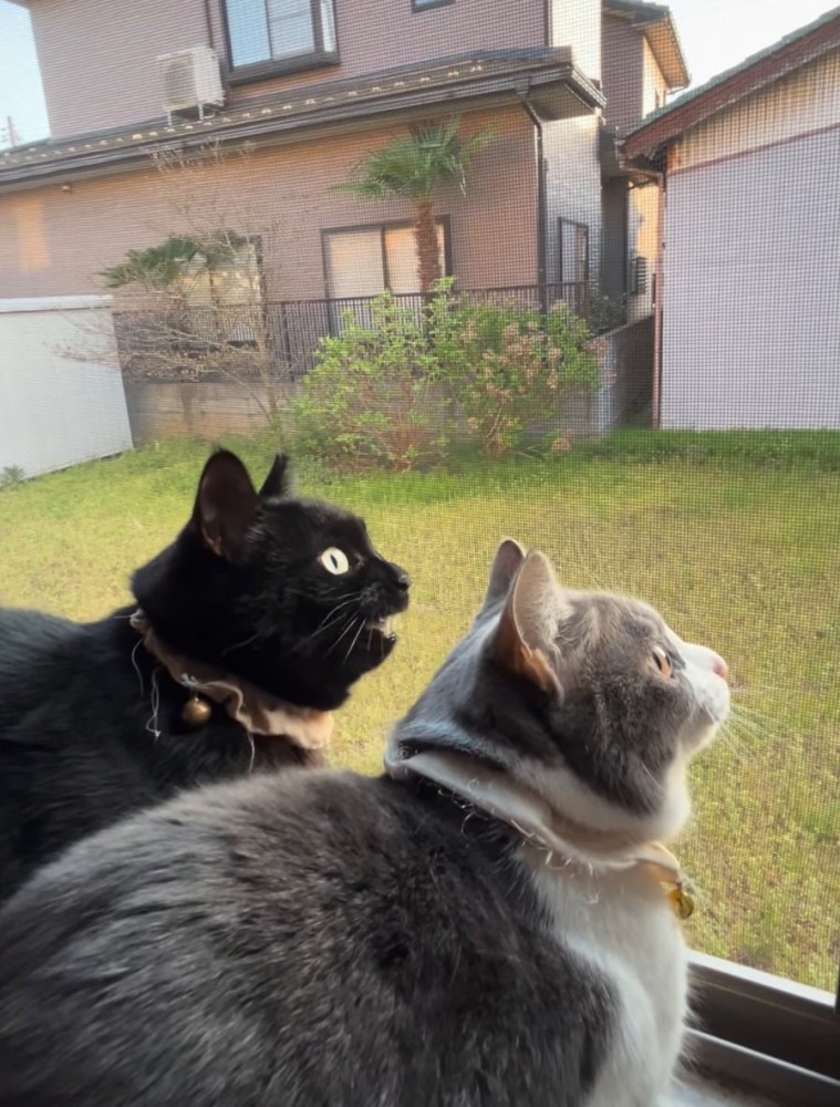 鳴き声を出す黒猫