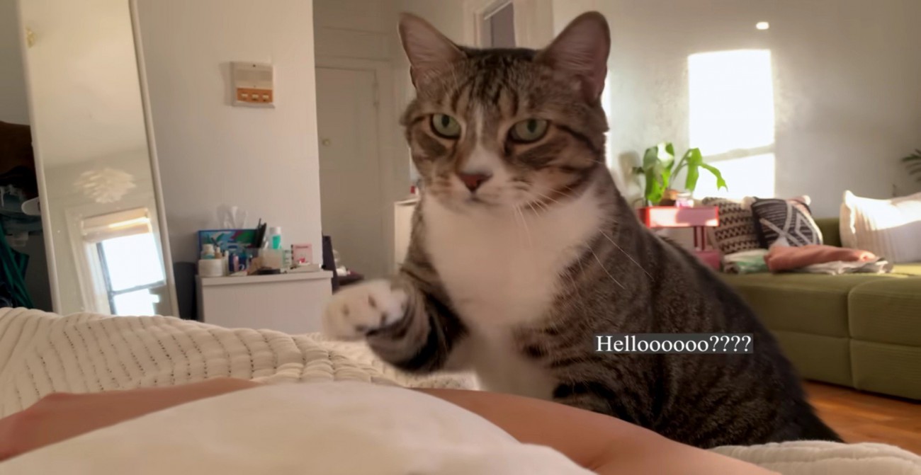 飼い主さんに手を伸ばすノブくん