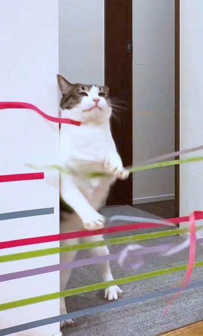 家の中に張ってあるテープにひっかかる猫