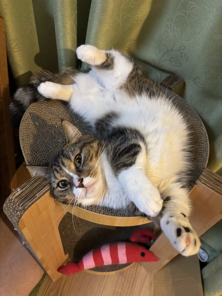 へそ天するマンチカン