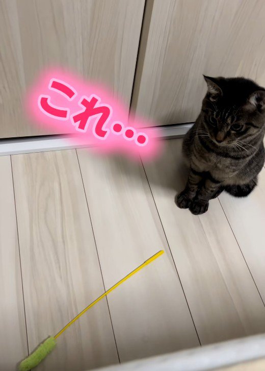 床を見ている猫
