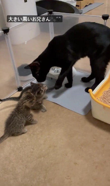 黒猫と2匹の子猫