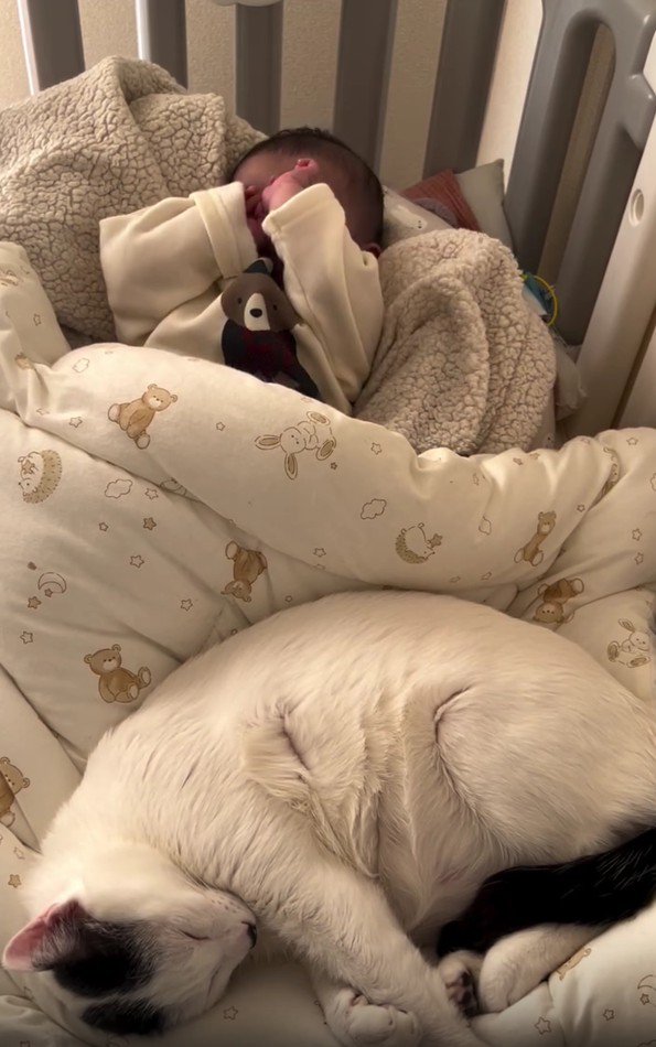 赤ちゃんと猫