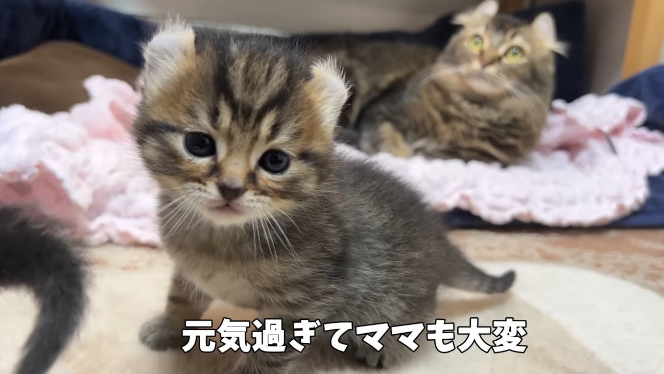 子猫の奥にいるママ猫