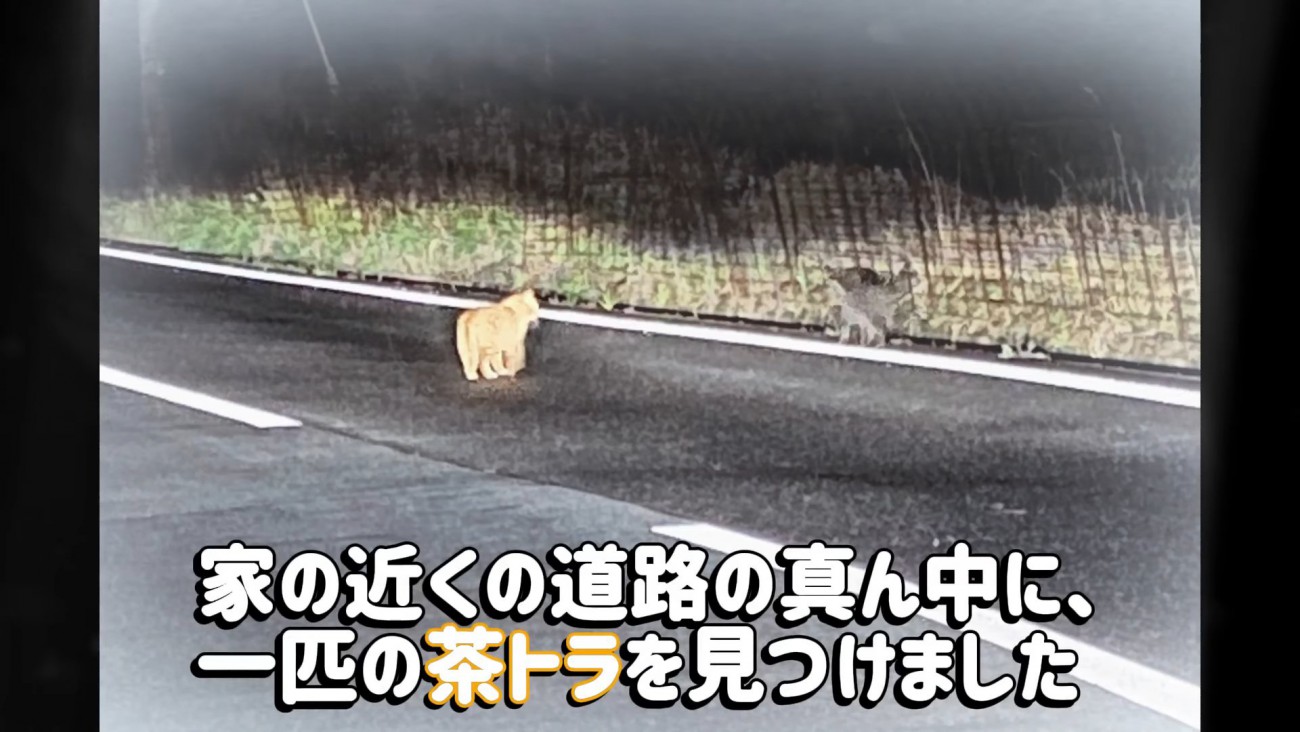 道路にいる猫