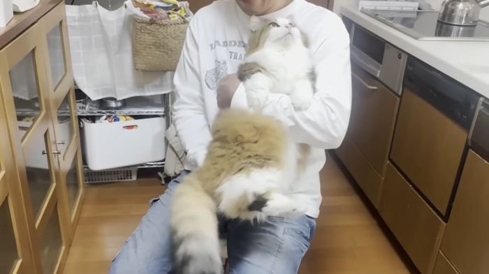 飼い主さんに甘える猫