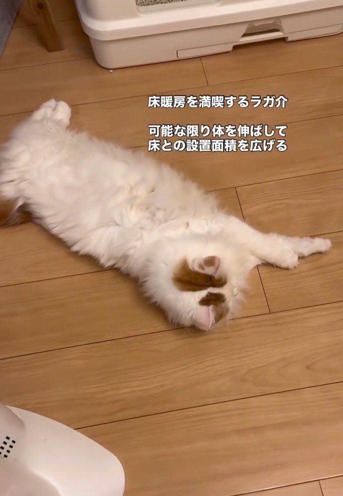 床で転がる猫1