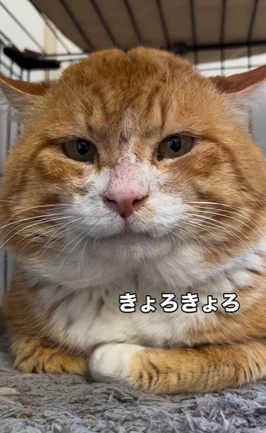 香箱座りをしている猫