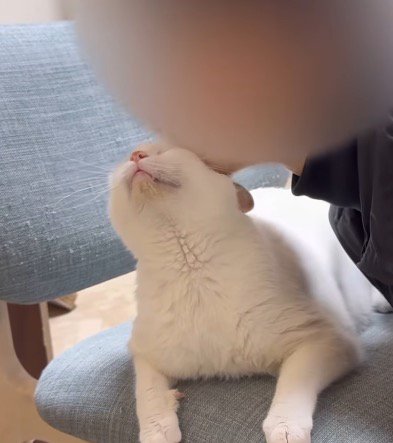 飼い主にアゴをすり寄せられて嬉しそうな顔をする猫