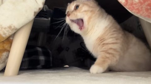 あくびをしている猫