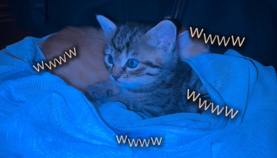 前を見つめる子猫2