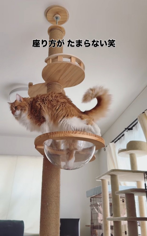 キャットタワーに登る猫2