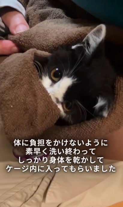 毛布にくるまれた子猫