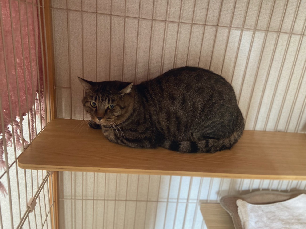 ケージの中のステップに座る猫