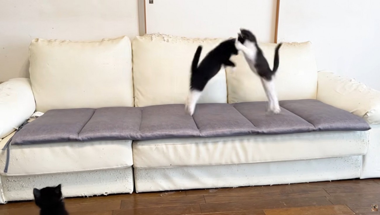 ソファの上で遊ぶ2匹の子猫