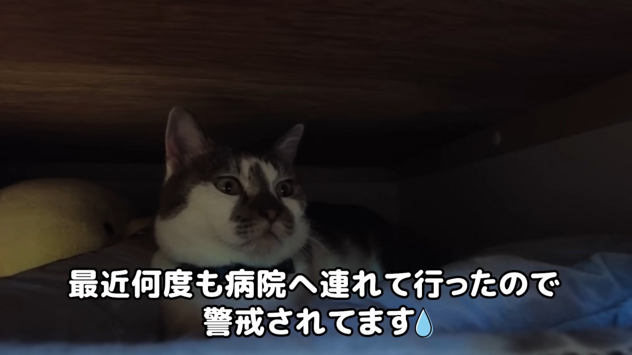 隠れていたささみくん