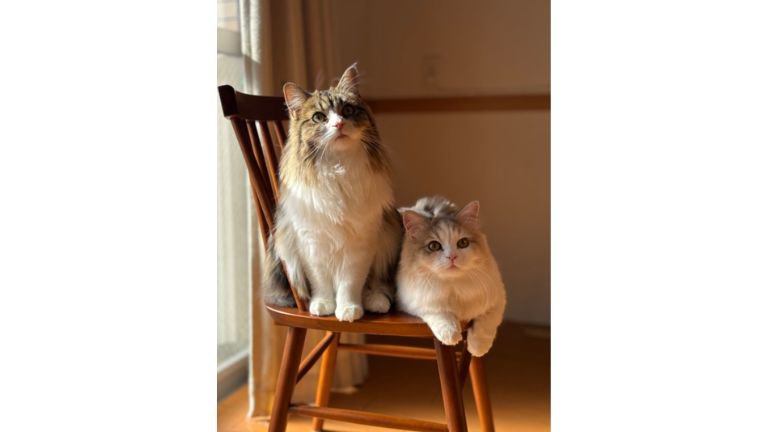 椅子に座る猫たち